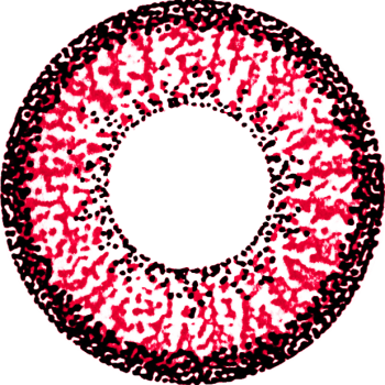 Nine big eyes WAN-A48 rot